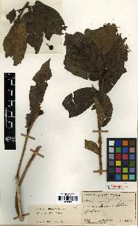 Ficus erecta image