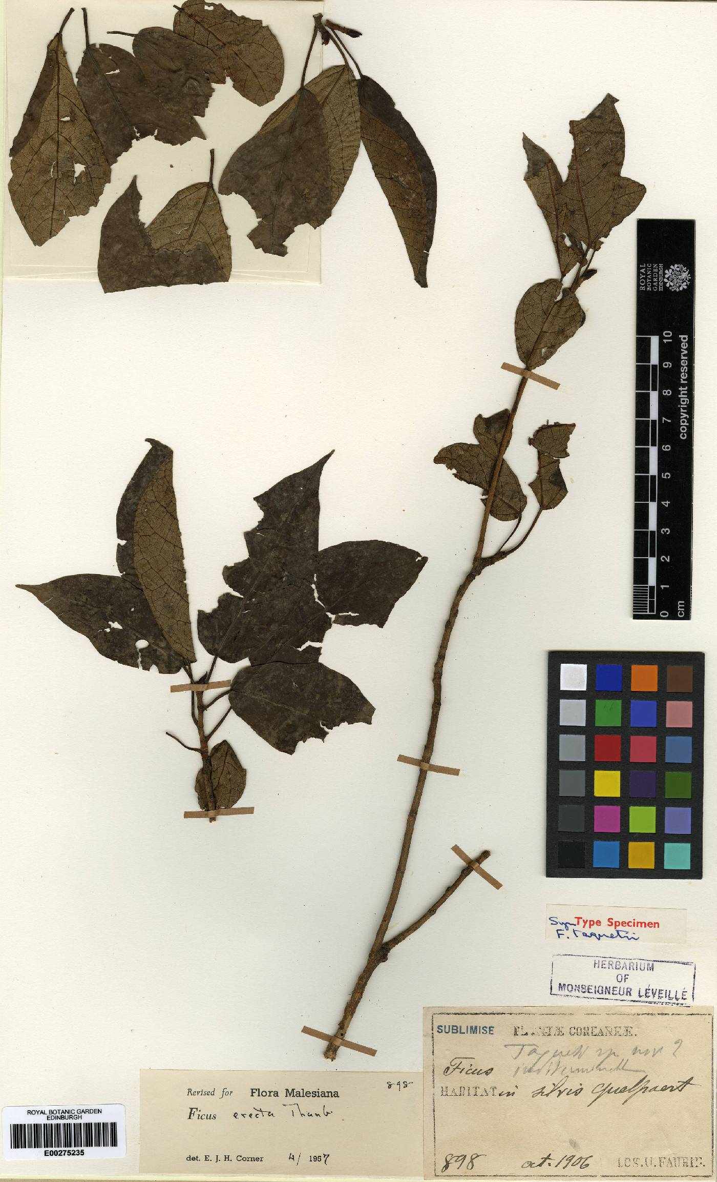 Ficus erecta image