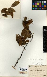 Ficus sarmentosa image