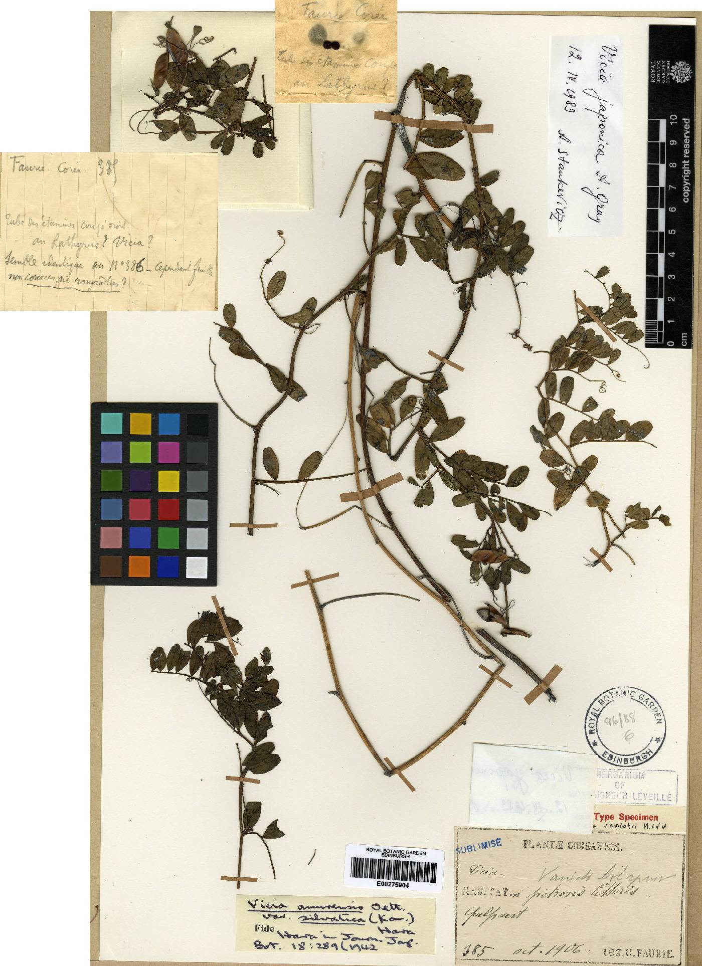 Vicia amurensis image