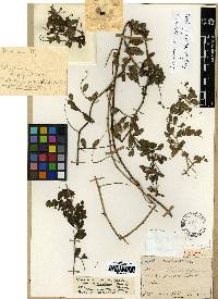 Image of Vicia amurensis