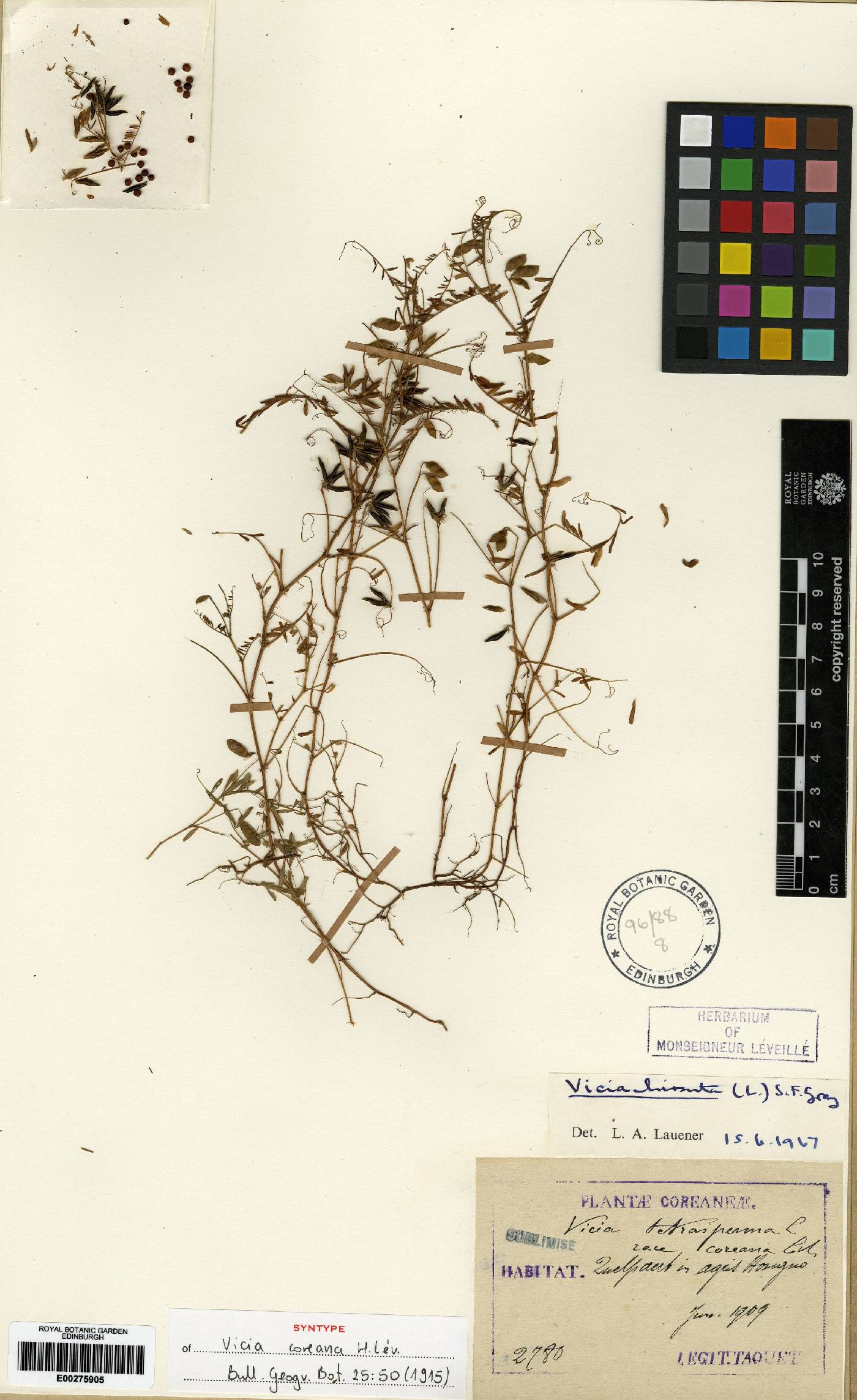 Vicia hirsuta image