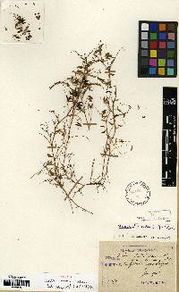 Image of Vicia hirsuta