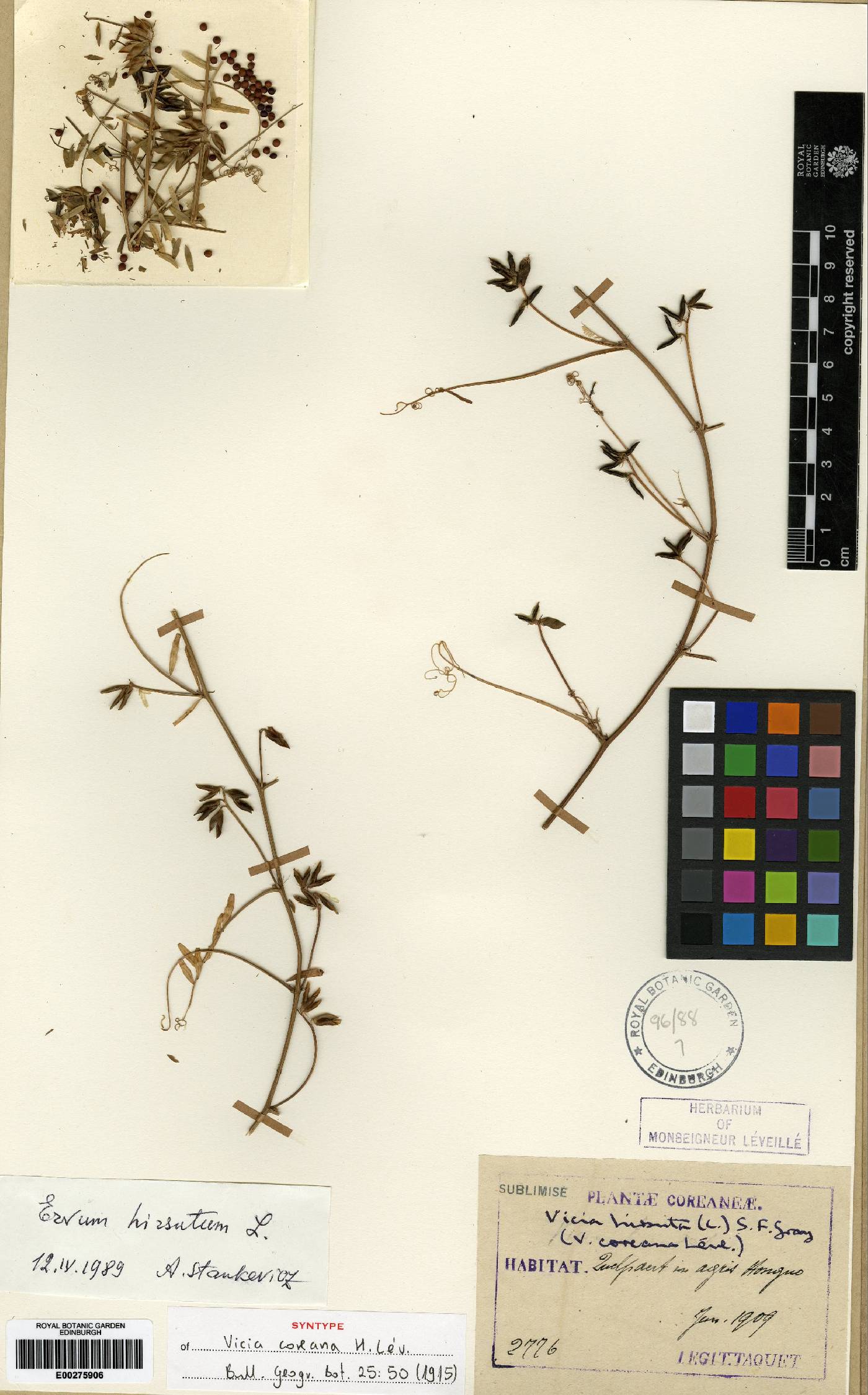 Vicia hirsuta image