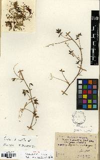 Vicia hirsuta image