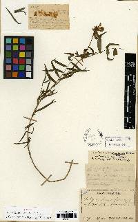 Vicia hirticalycina image