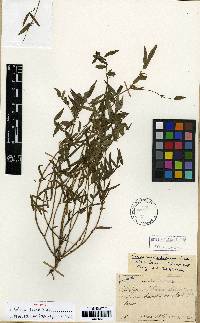 Vicia hirticalycina image