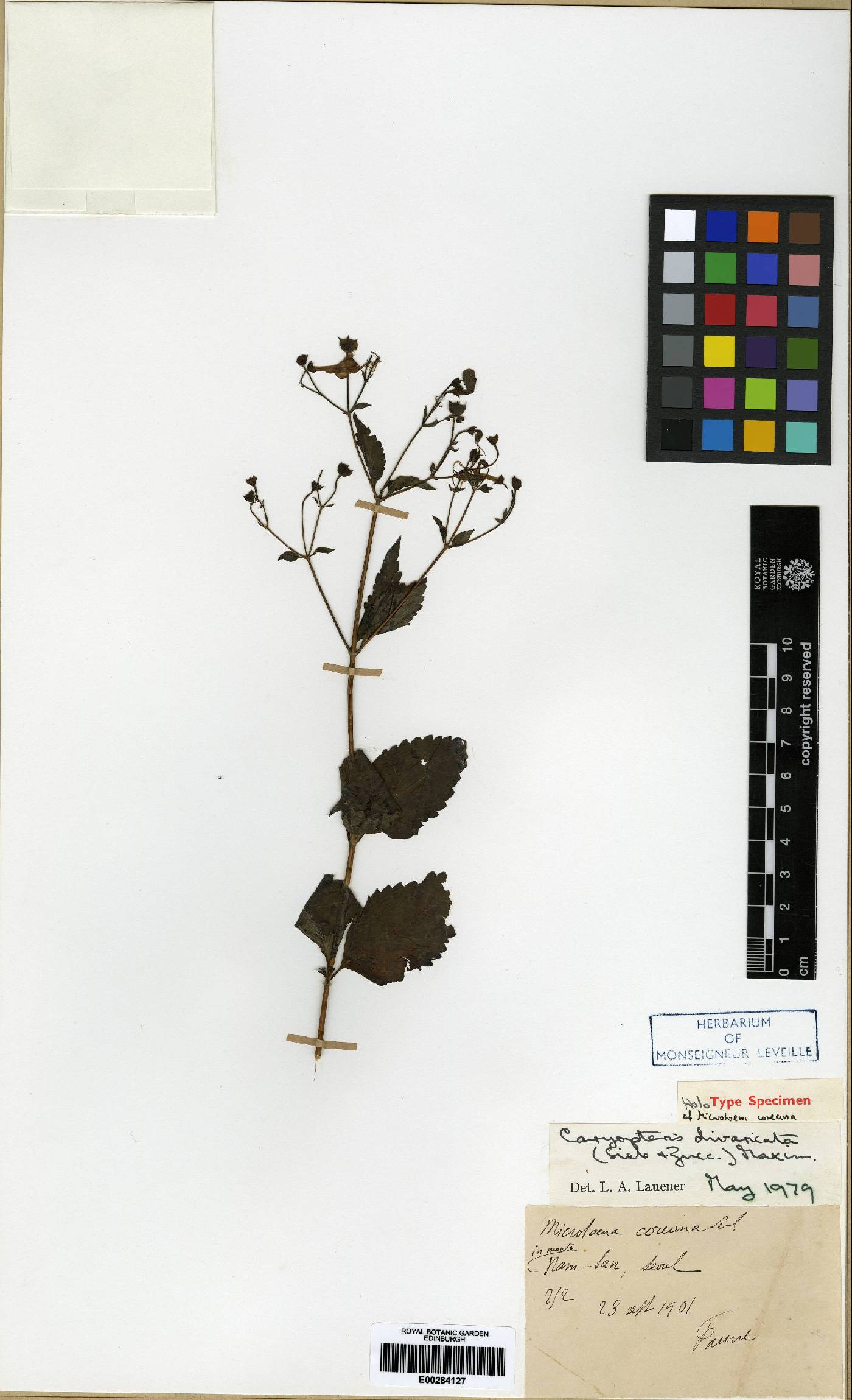 Mosla japonica image