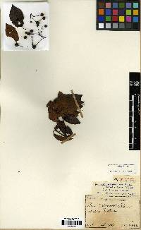 Amelanchier asiatica image