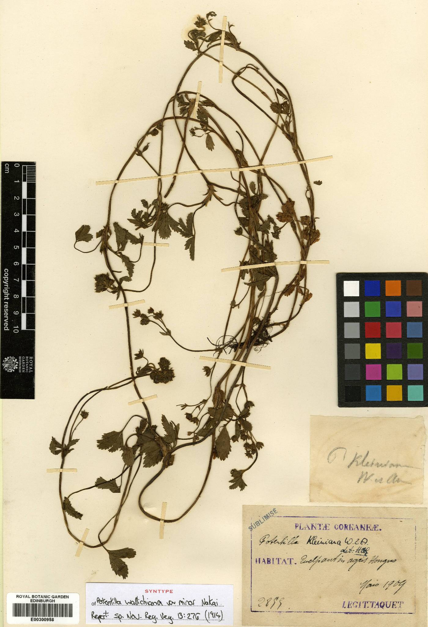 Potentilla kleiniana image