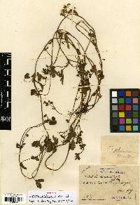 Potentilla kleiniana image