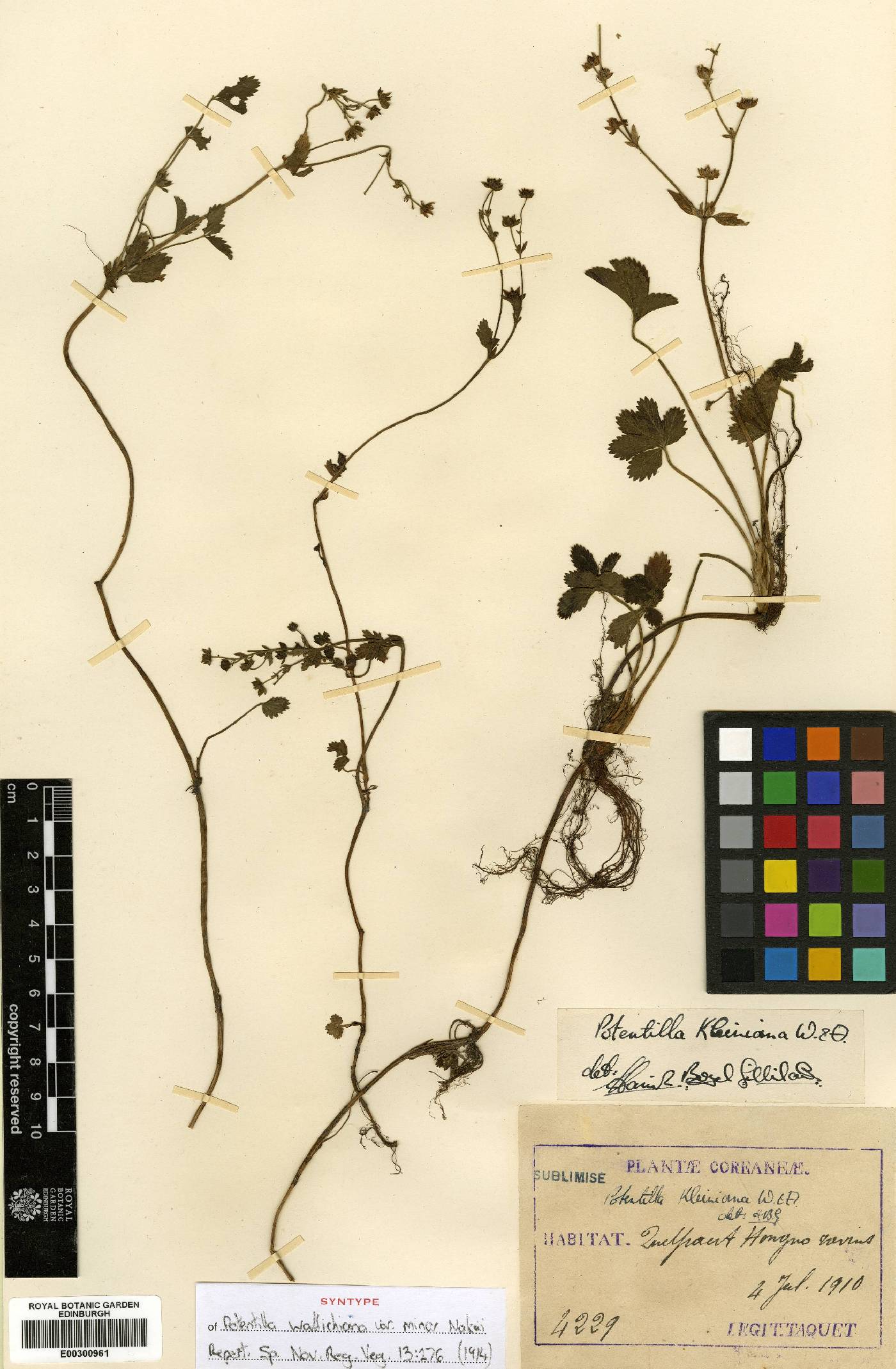 Potentilla kleiniana image