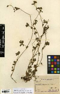 Potentilla kleiniana image