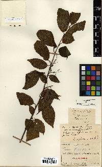 Prunus glandulifolia image