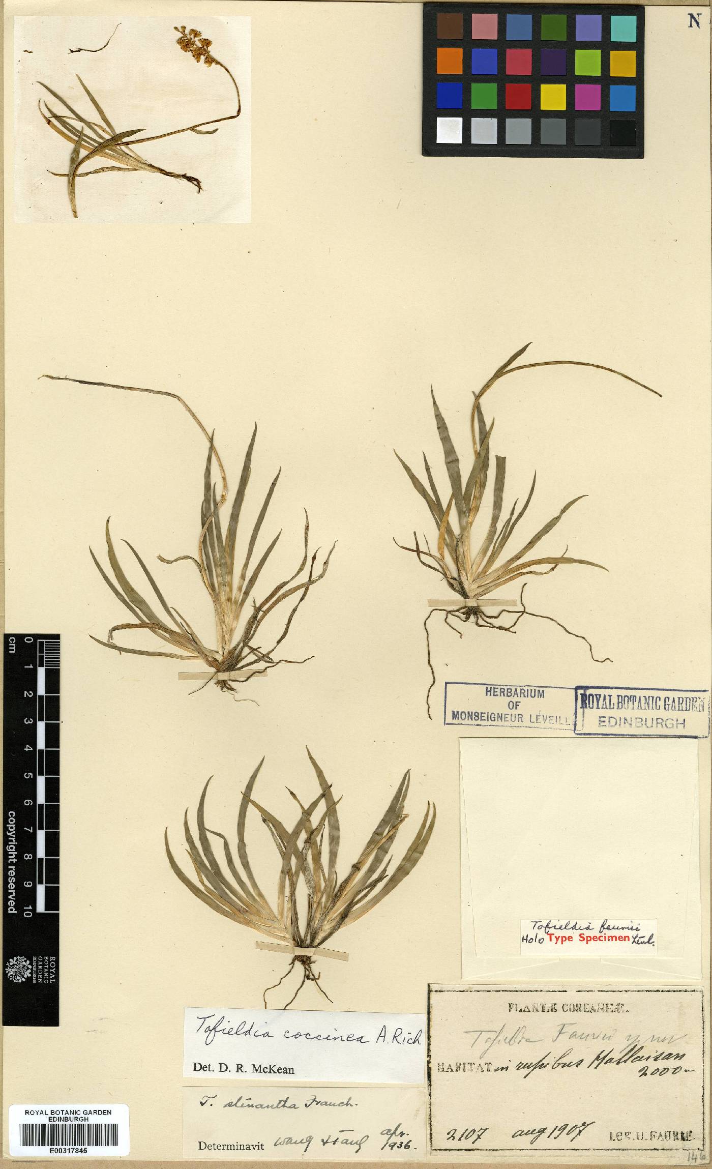 Tofieldia coccinea image