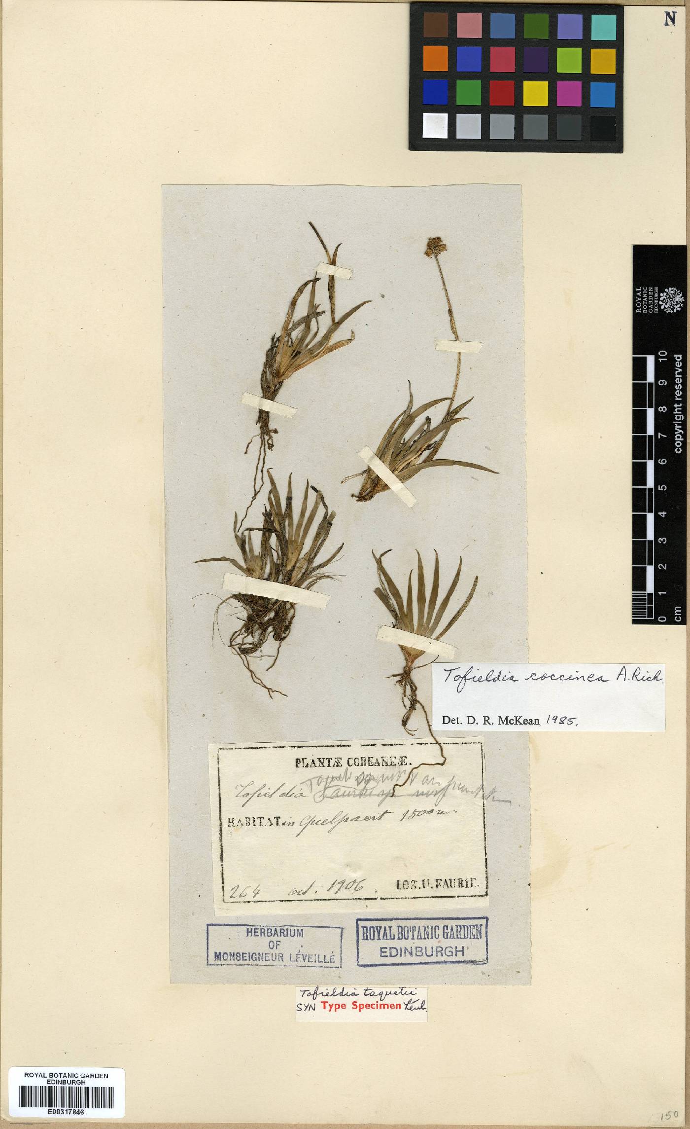 Tofieldia coccinea image