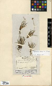 Tofieldia coccinea image