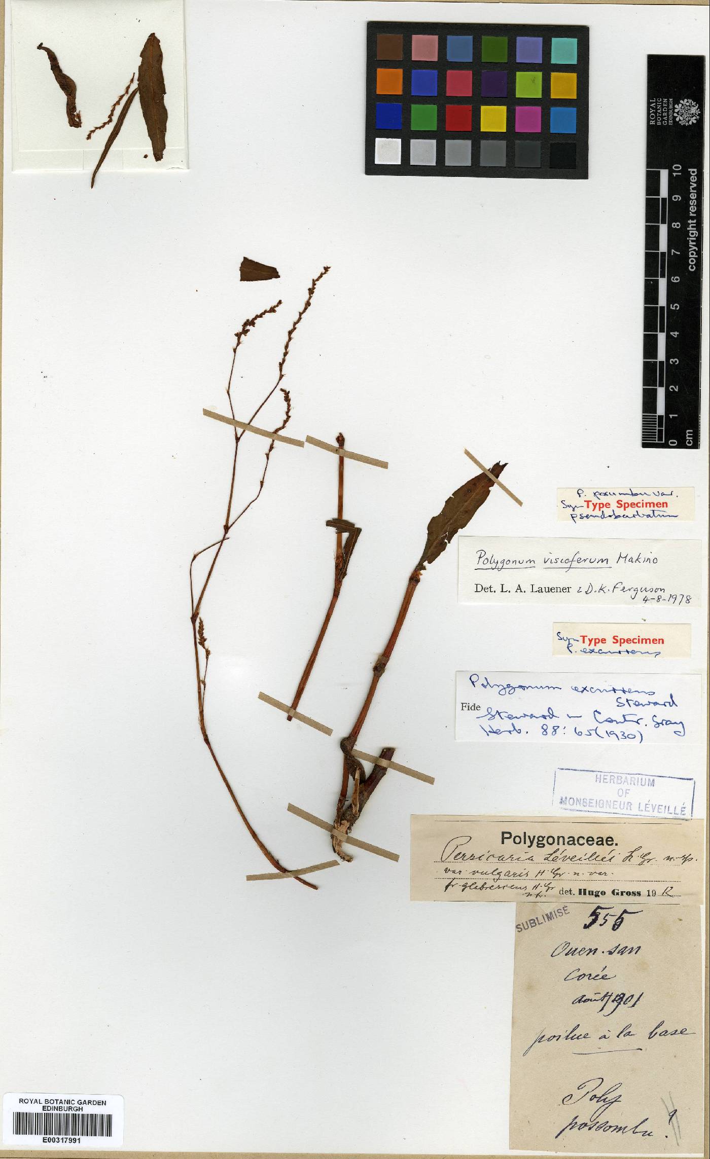 Persicaria posumbu image