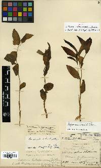 Disporum sessile image