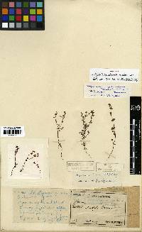 Hypericum japonicum image