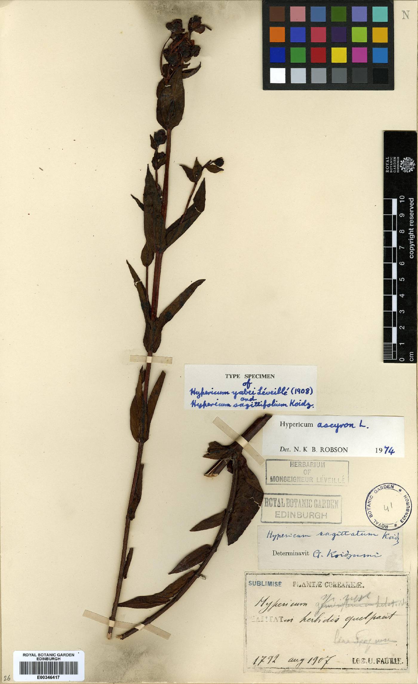 Clusiaceae image