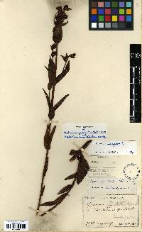 Hypericum japonicum image