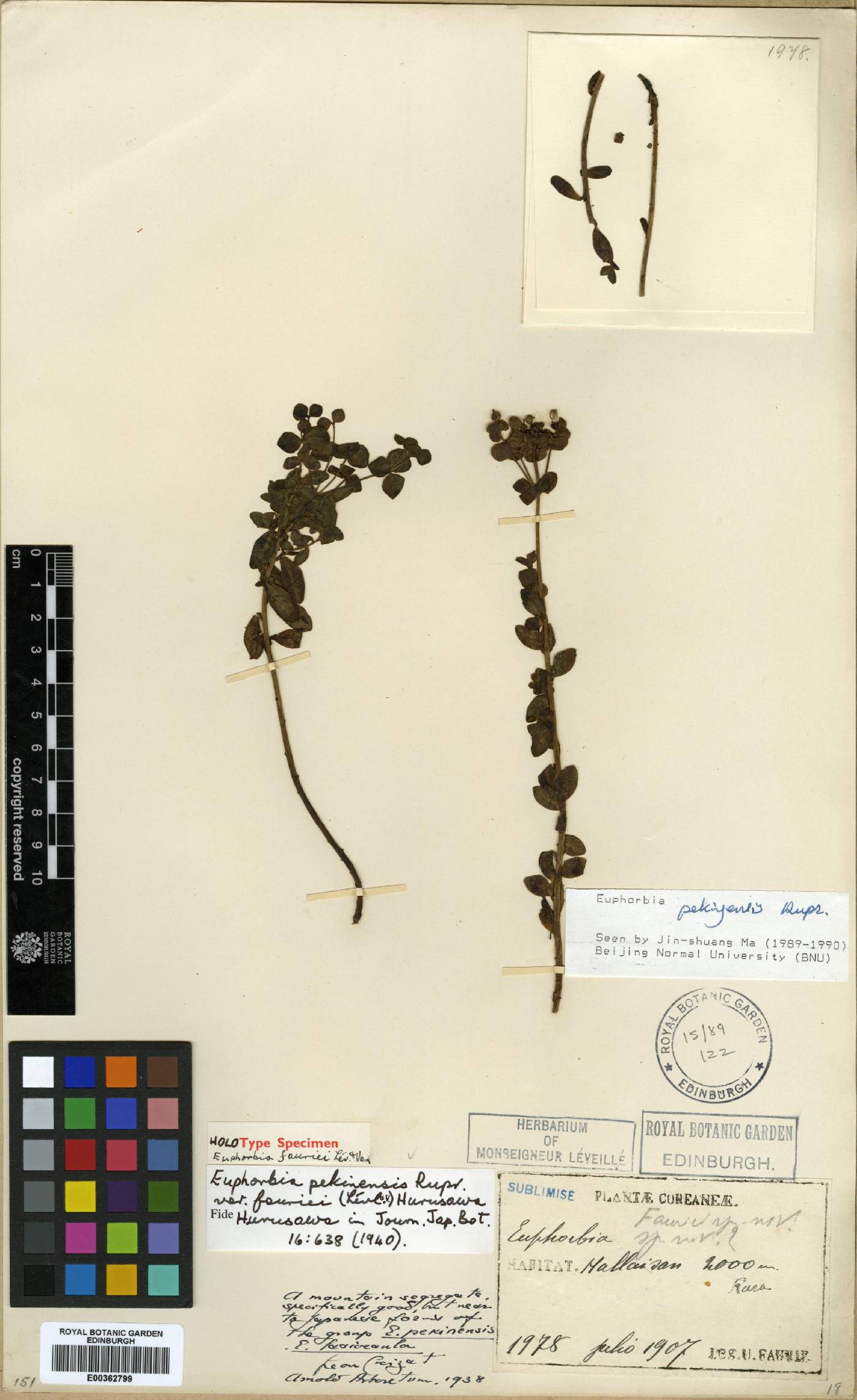 Euphorbia fauriei image