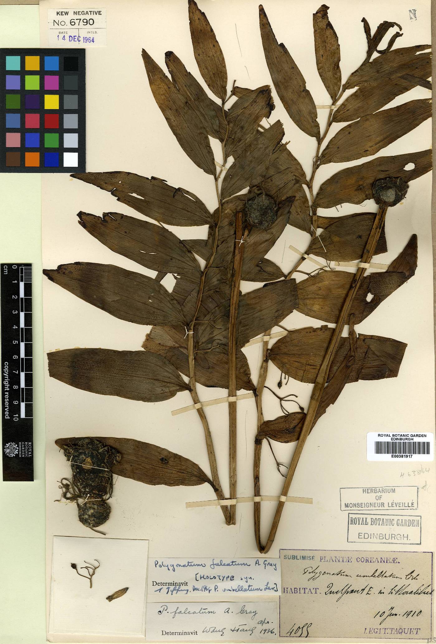 Polygonatum macropodum image
