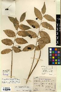 Polygonatum humile image