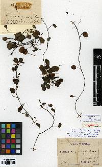 Image of Ixeris stolonifera