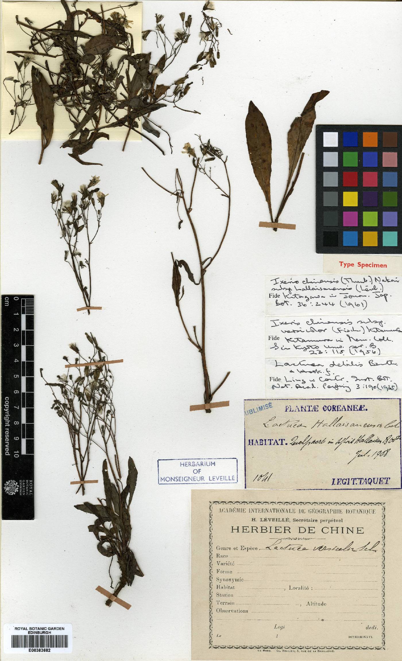 Ixeris chinensis subsp. versicolor image