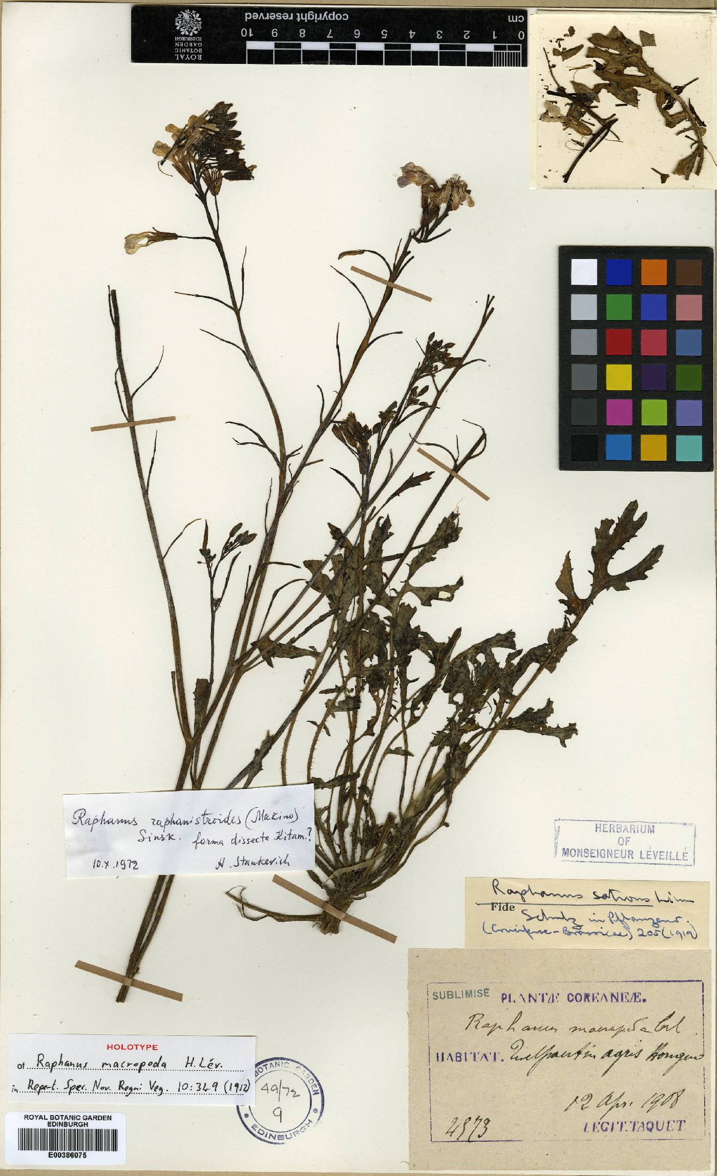 Raphanus raphanistrum image