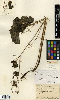 Thalictrum ichangense image