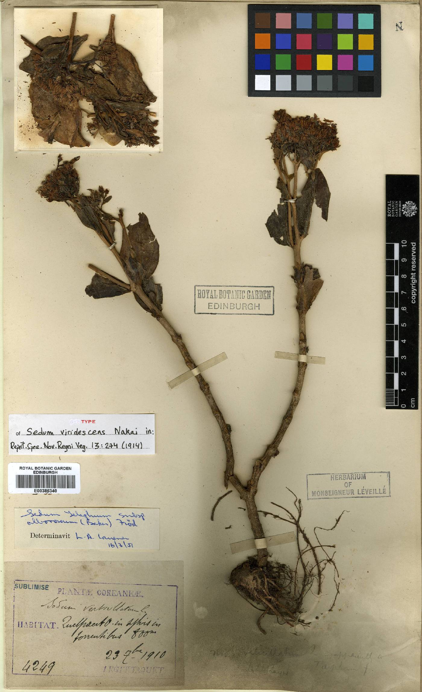 Hylotelephium image
