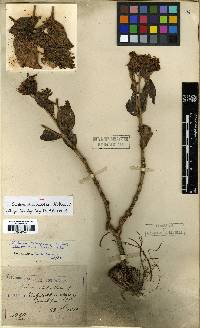Hylotelephium verticillatum image