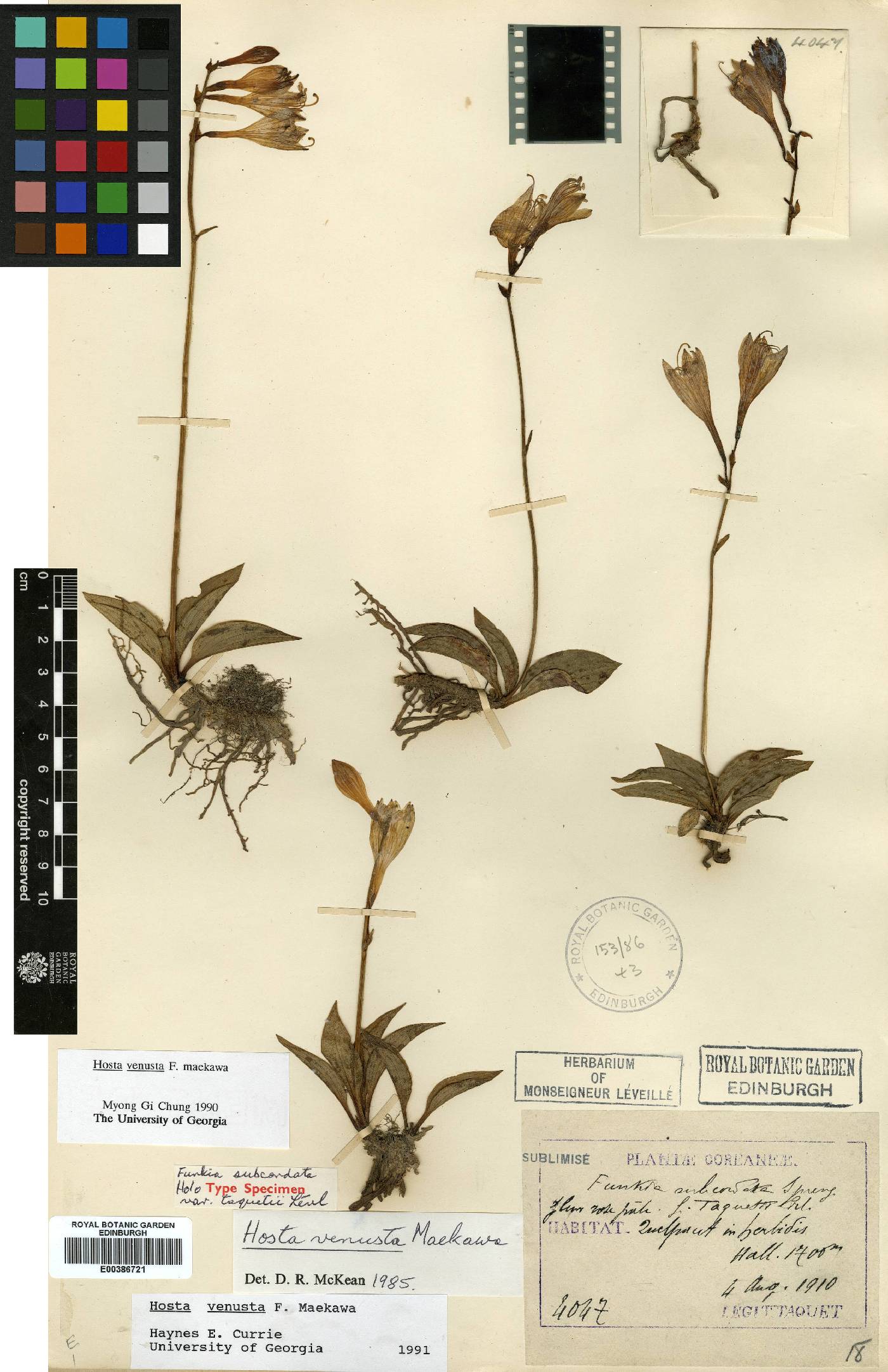 Hosta venusta image