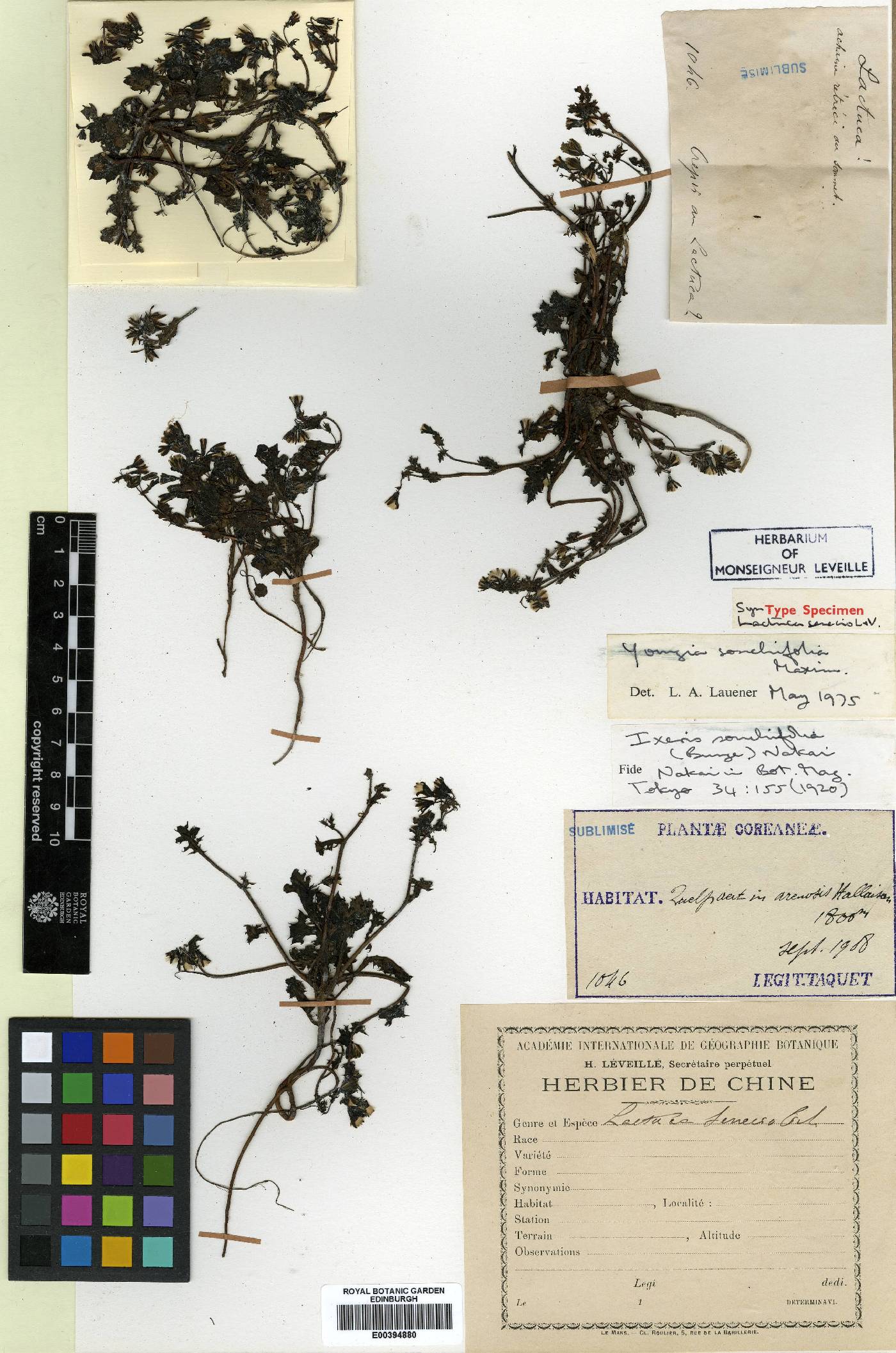 Crepidiastrum image