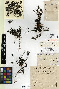 Image of Crepidiastrum chelidoniifolium