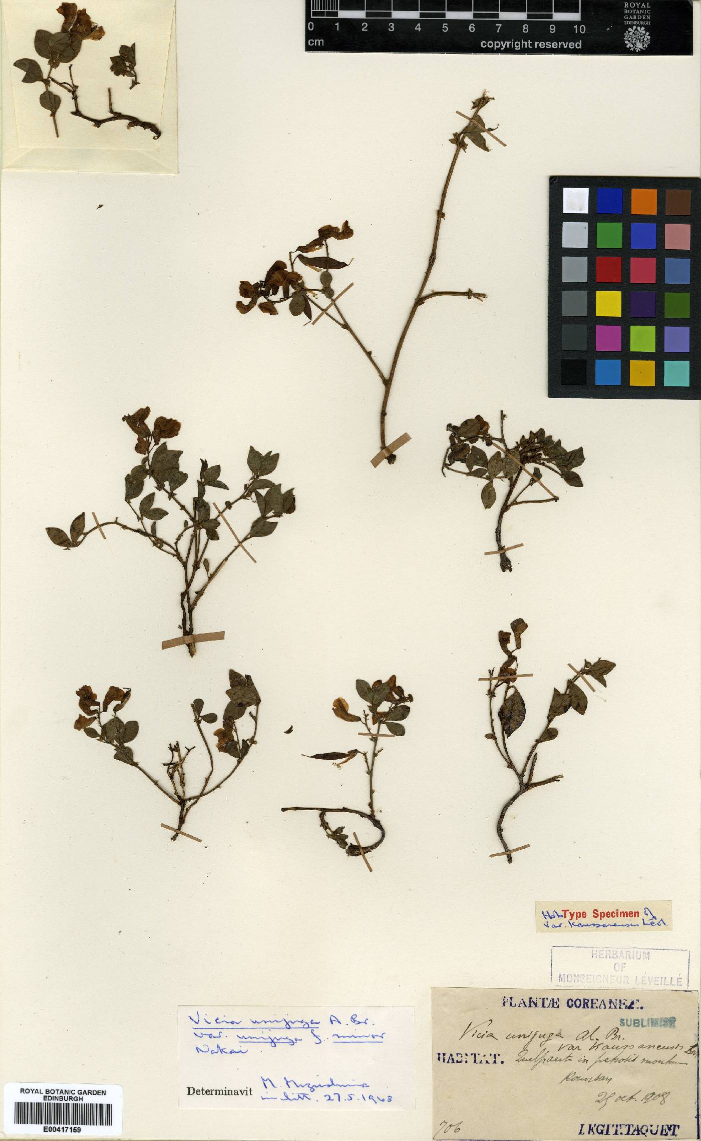Vicia unijuga image