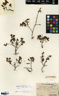 Vicia unijuga image