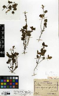 Scutellaria pekinensis image