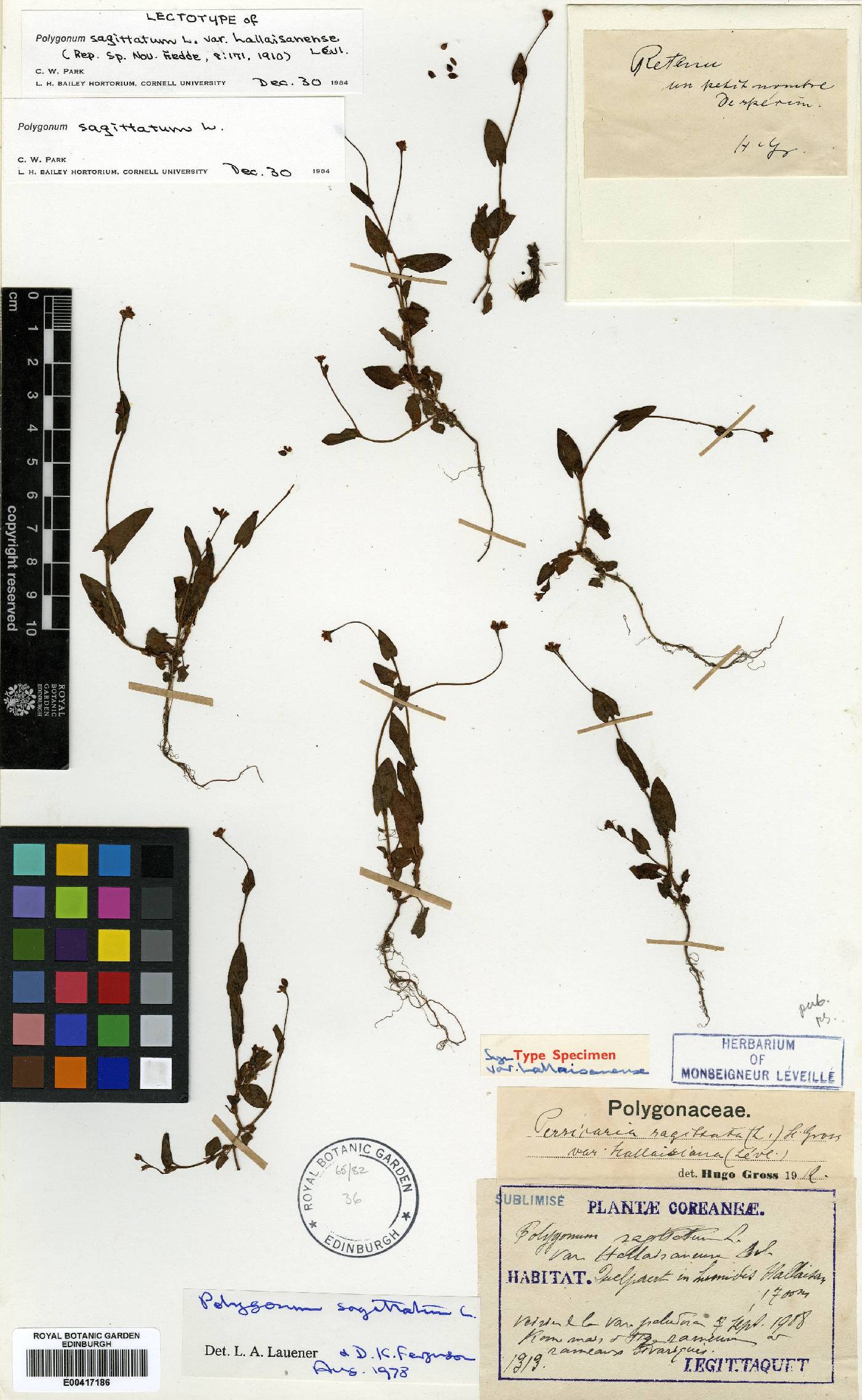 Polygonaceae image