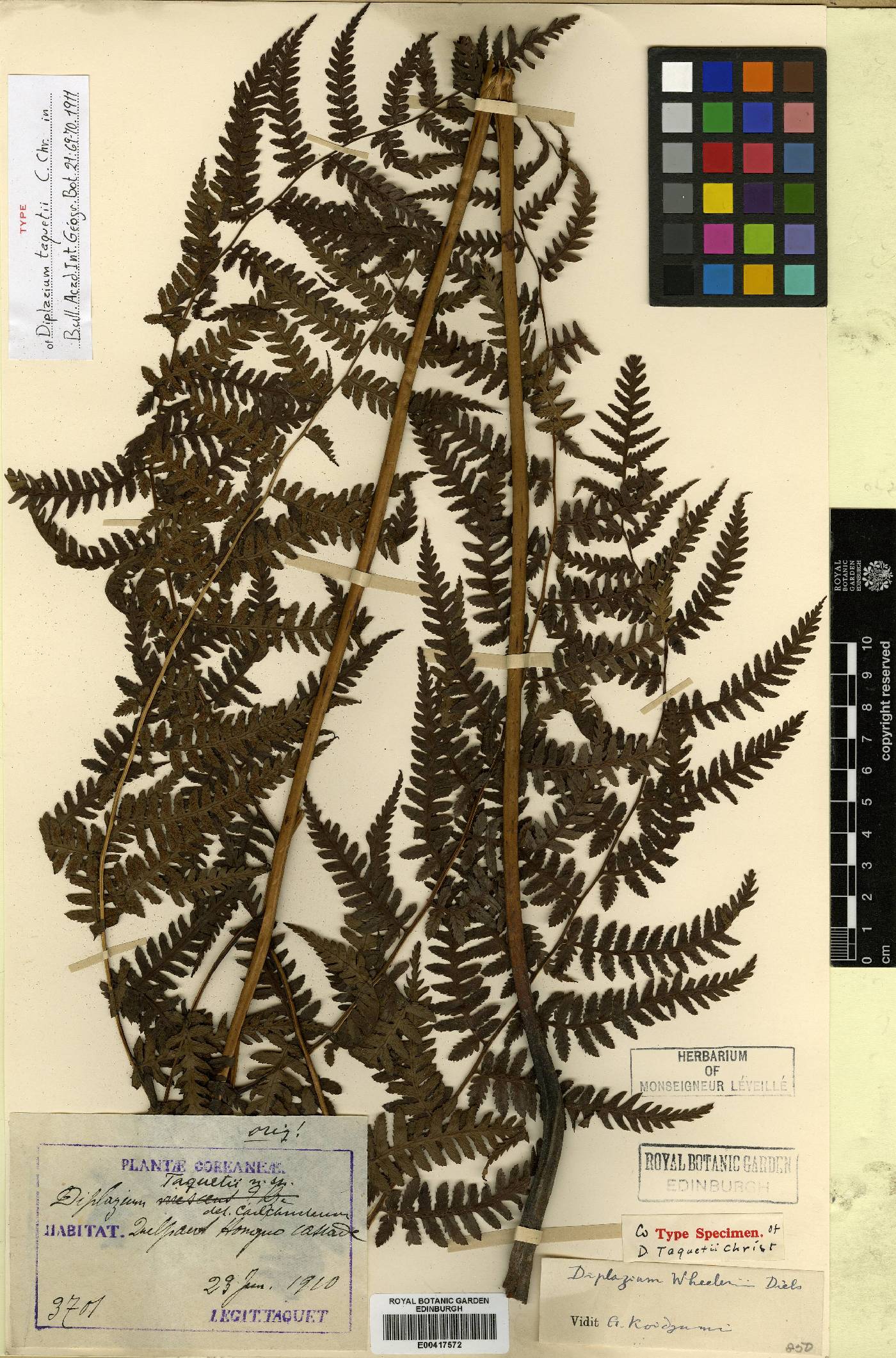 Diplazium image