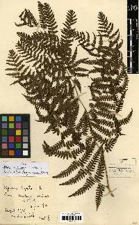 Diplazium virescens image