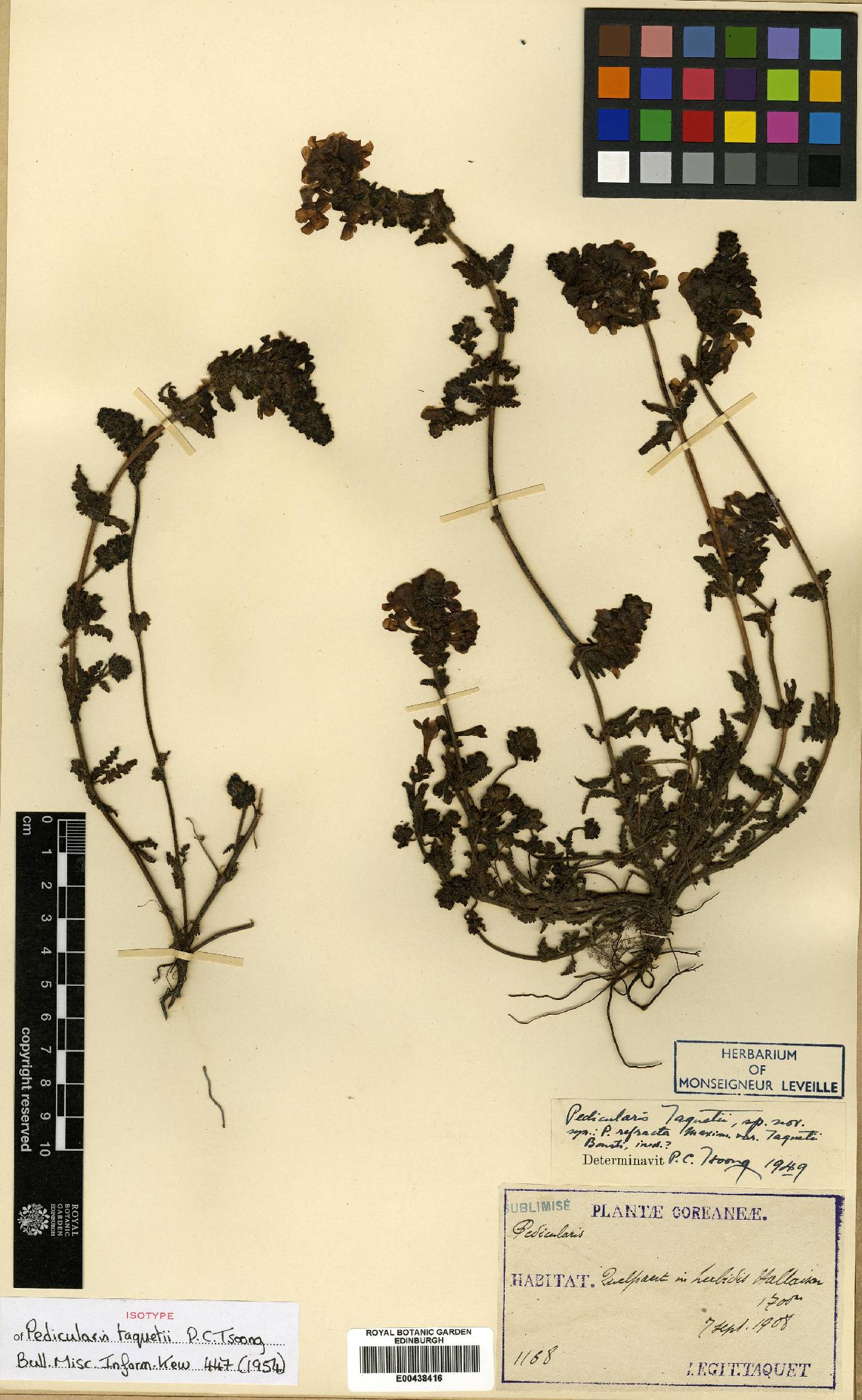 Pedicularis verticillata image