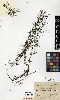 Galium trifidum image