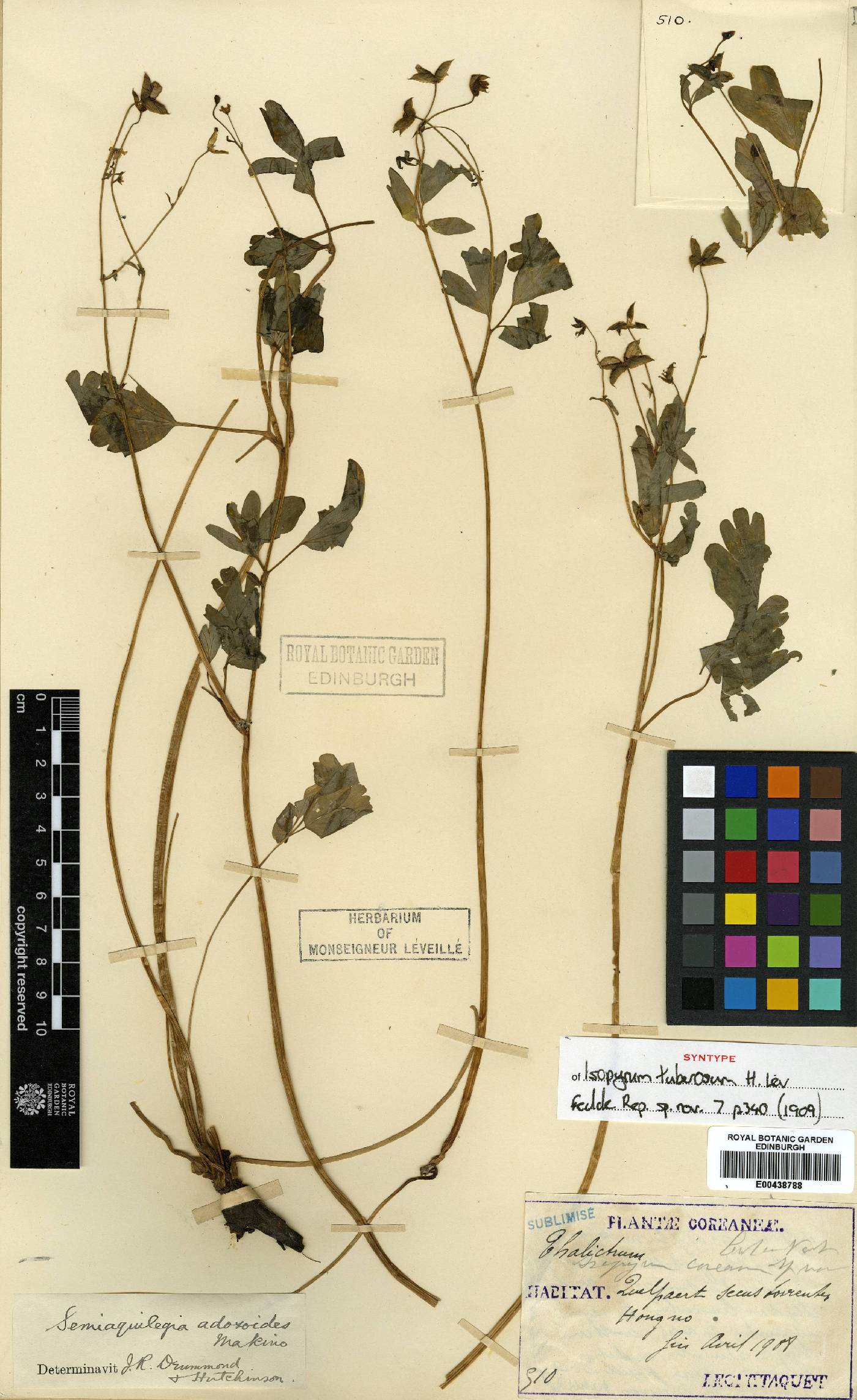 Semiaquilegia adoxoides image