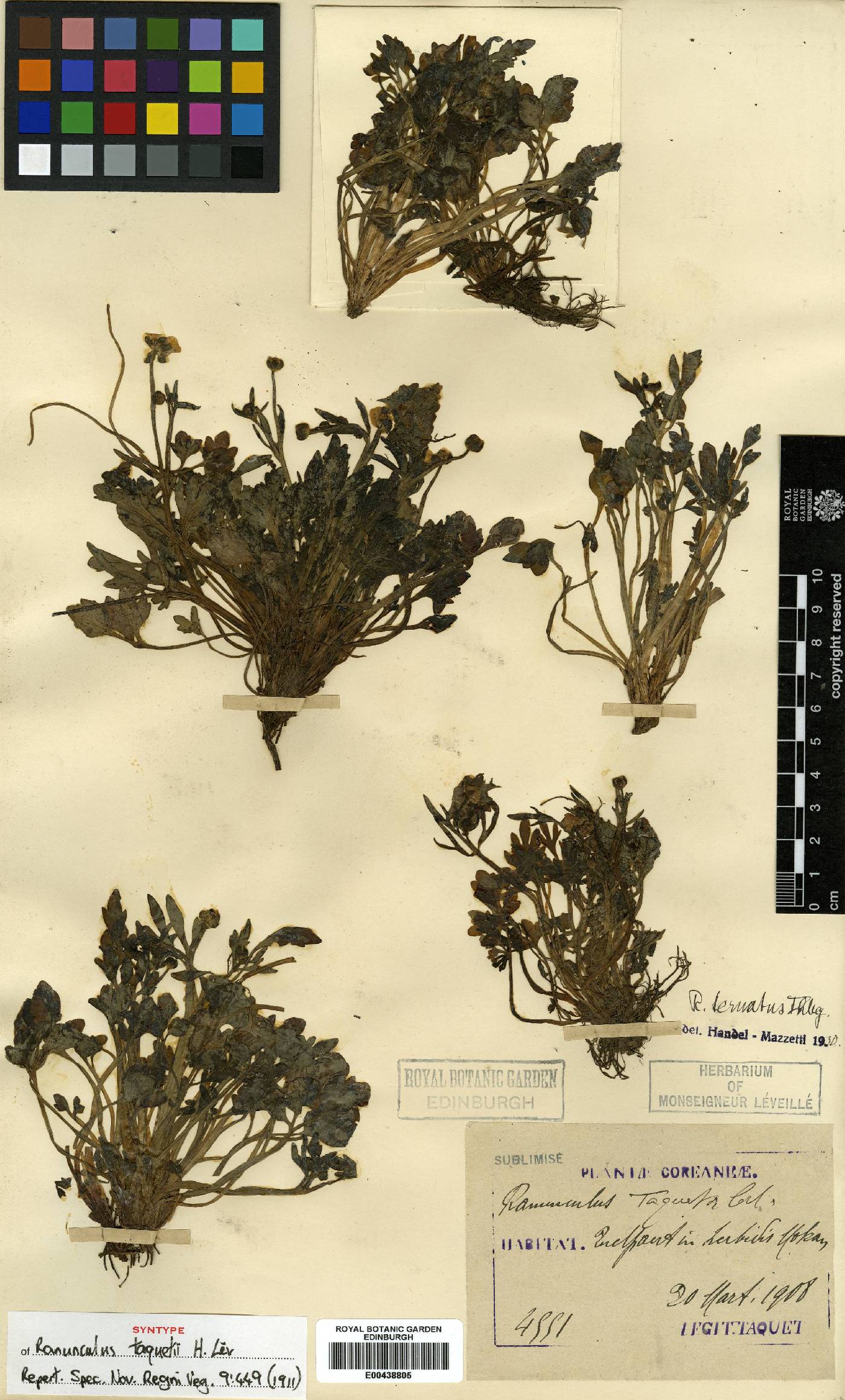 Ranunculus image