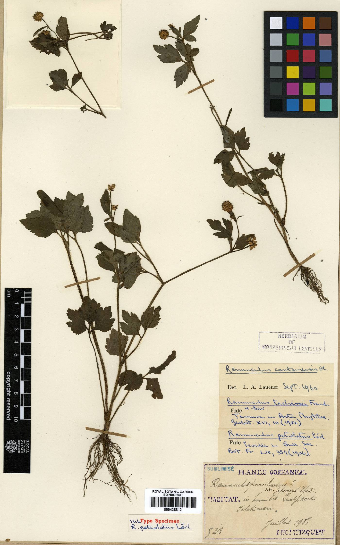 Ranunculus image