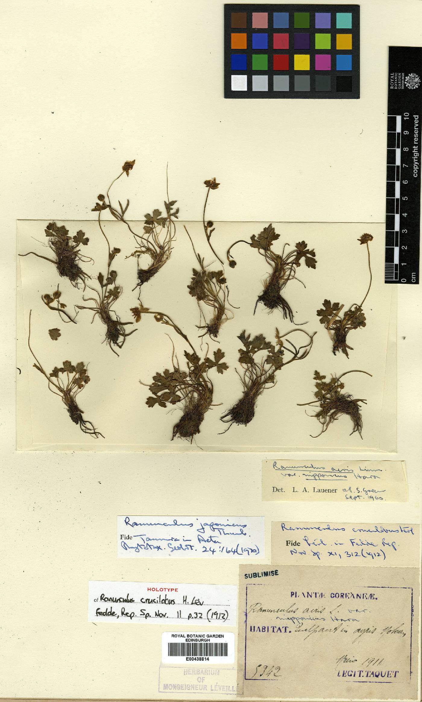 Ranunculus crucilobus image